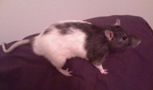Archie